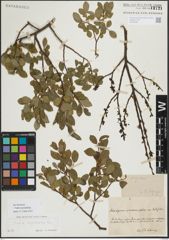 Foto von Salix myrsinifolia Salisb.